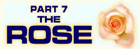 The Rose: Part 7