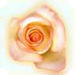 The Rose