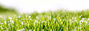Dew Course