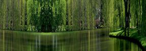 The High Humble Willow