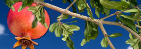 The Third Pomegranate