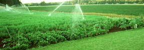 Watering the Garden