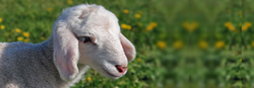 The Lamb of Unity