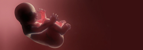 Developing Fetal Consciousness