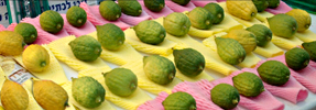 The Fruit of Desire