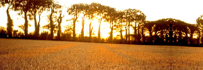 Harvest Time
