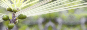 Shevat: Rectifying Our Eating Patterns